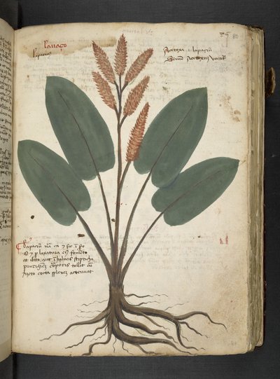 Adicione MS 41623 