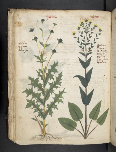 Adicione MS 41623 