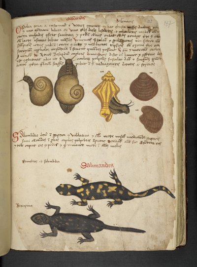 Adicionar MS 41623 Chiocciole e Salamandra, de "A herbal", Belluno (tinta e cor sobre velino) de Italian School