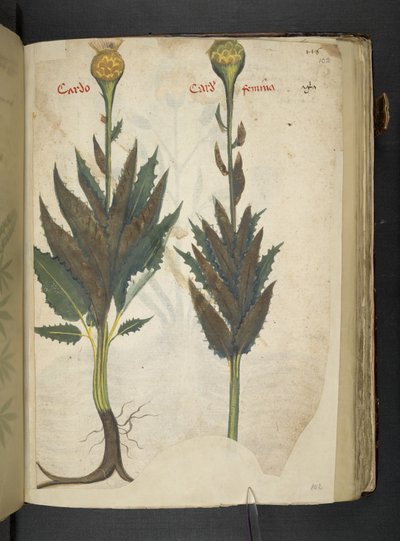 Adicionar MS 41623 f.102r Cardo 