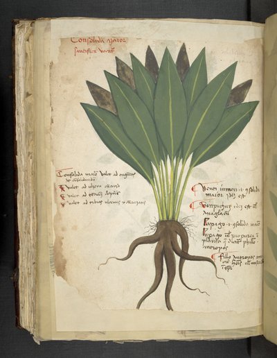 Adicionar MS 41623 f.103v Confolida, de 