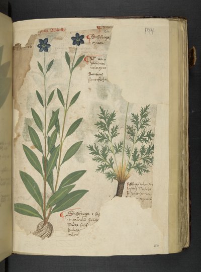 Adicionar MS 41623 f.104r Sassifraga, de 
