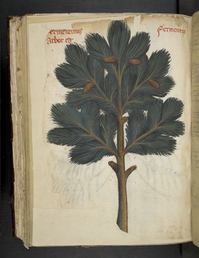 Adicionar MS 41623 f.111v Pinho, de uma 