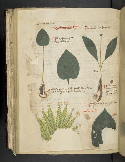 Adicione MS 41623 f.112v Pulmonaria, de 