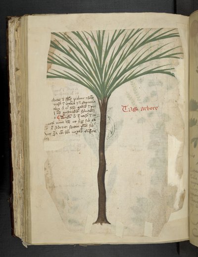 Adicionar MS 41623 f.113v Tarro Arboro, de 