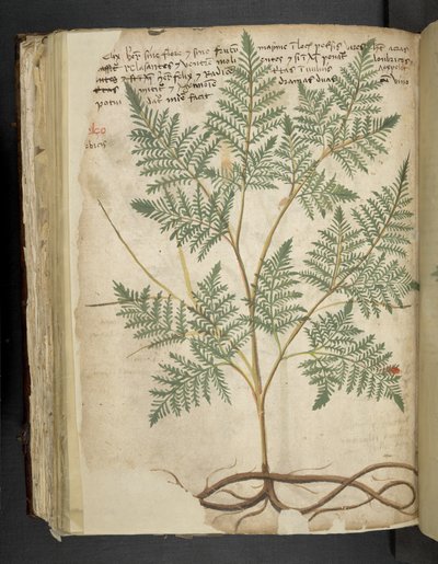 Adicionar MS 41623 f.114v 