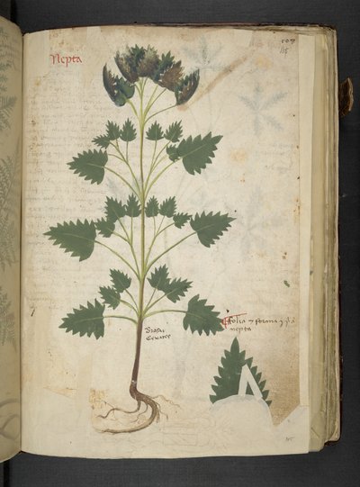 Adicione MS 41623 f.115r Nepta, de 