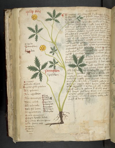 Adicione MS 41623 f.115v Pentafilon (ou 