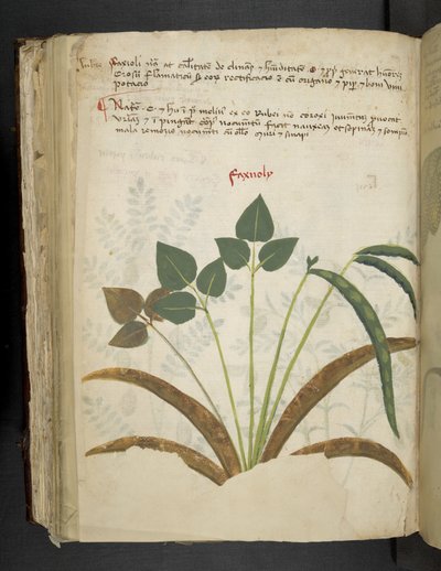 Adicionar MS 41623 f.116v 