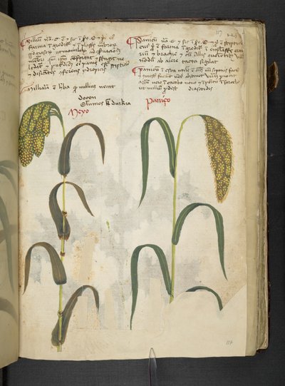 Adicionar MS 41623 f.117r 