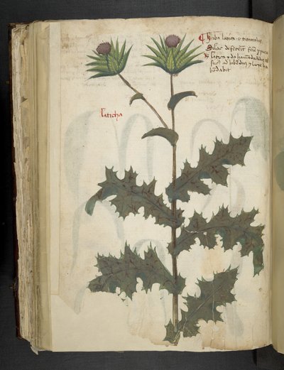 Adicionar MS 41623 f.117v Cardo 