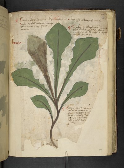 Adicionar MS 41623 f.118r 