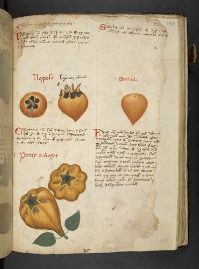 Adicionar MS 41623 f.122r Pere Cotogne e Sorbo, de 