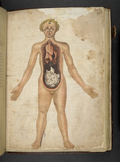 Adicionar MS 41623 f.126r Os Órgãos Internos de um humano, de 
