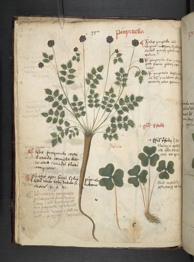 Adicionar MS 41623 f.14v A herbal, Belluno (tinta e cor em pergaminho) de Italian School