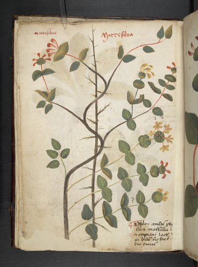 Adicionar MS 41623 f.15v A herbal, Belluno (tinta e cor em velino) de Italian School