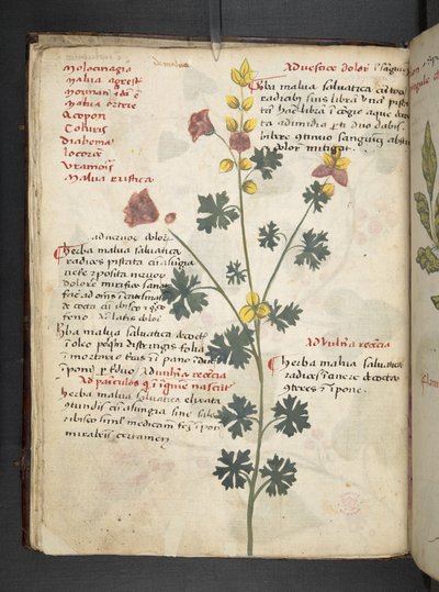 Adicionar MS 41623 f.19v A herbal, Belluno (tinta e cor em pergaminho) de Italian School