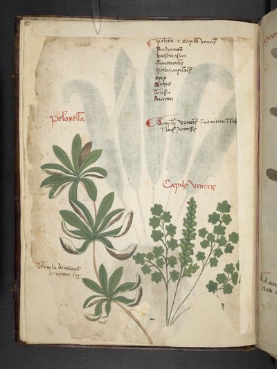 Adicionar MS 41623 f.1v A herbal, Belluno (tinta e cor em pergaminho) de Italian School