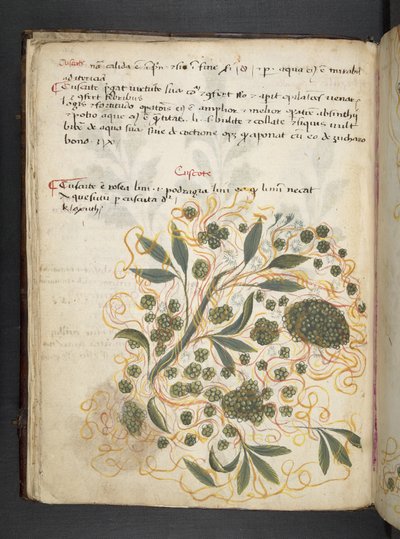 Adicionar MS 41623 f.20v A herbal, Belluno (tinta e cor em pergaminho) de Italian School