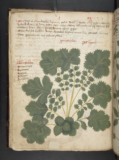 Adicione MS 41623 f.24v A herbal, Belluno (tinta e cor em pergaminho) de Italian School