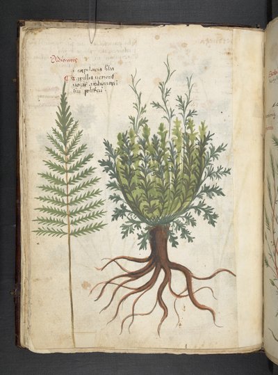 Adicionar MS 41623 f.25v A herbal, Belluno (tinta e cor em velino) de Italian School