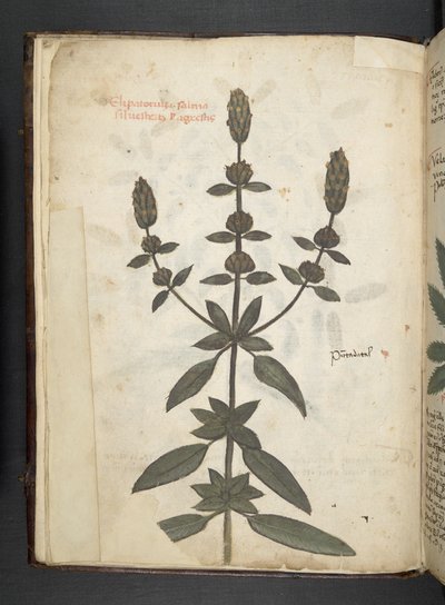 Adicionar MS 41623 f.2v A herbal, Belluno (tinta e cor em velino) de Italian School