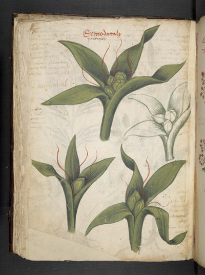 Adicione MS 41623 f.36v 