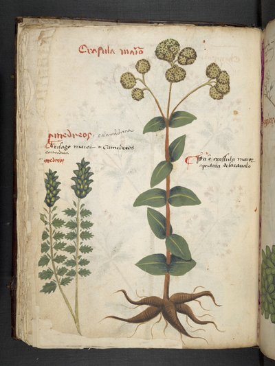Adicionar MS 41623 f.37v 