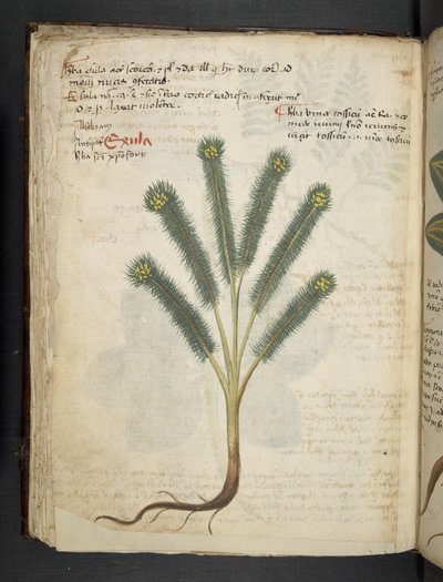 Adicionar MS 41623 f.39v 
