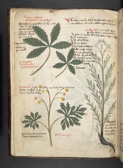 Adicionar MS 41623 f.3v A herbal, Belluno (tinta e cor em velino) de Italian School