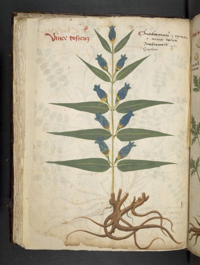 Adicionar MS 41623 f.41v 