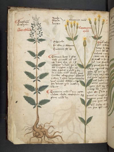 Adicionar MS 41623 f.48v 