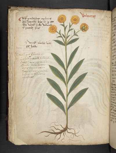 Adicionar MS 41623 f.49v 