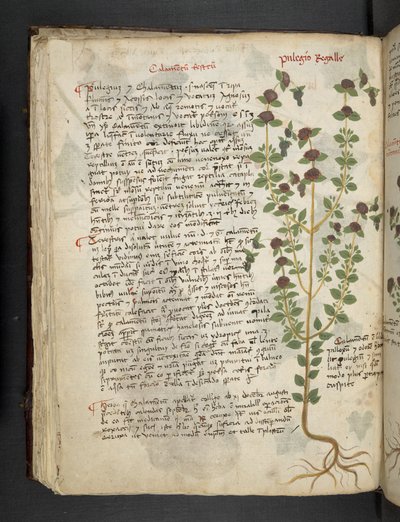 Adicionar MS 41623 f.54v 