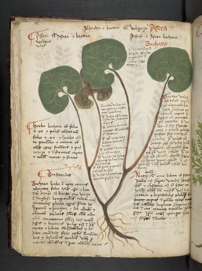 Adicionar MS 41623 f.60v 