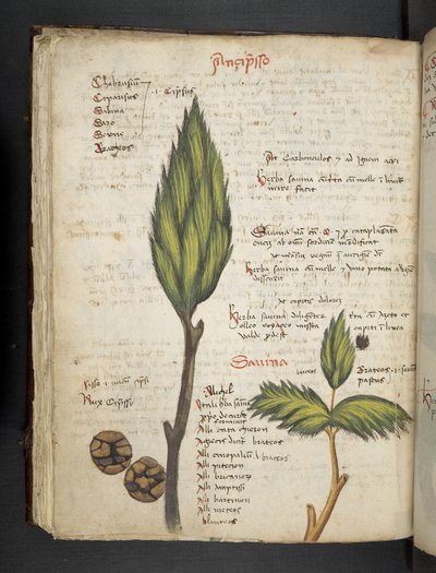 Adicionar MS 41623 f.62v 