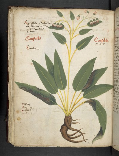Adicione MS 41623 f.63v 