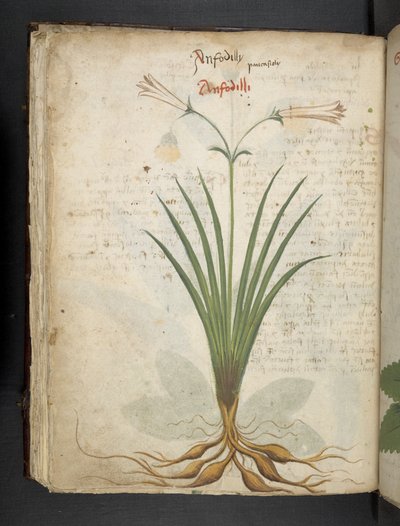 Adicionar MS 41623 f.64v 