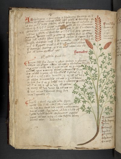 Adicionar MS 41623 f.65v 