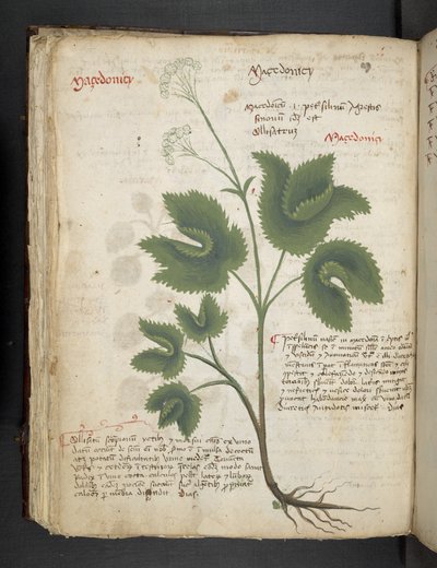 Adicionar MS 41623 f.67v 