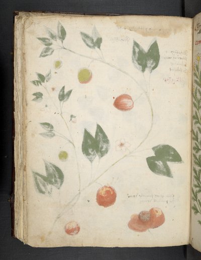 Adicionar MS 41623 f.70v 