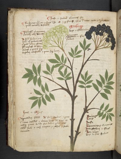 Adicionar MS 41623 f.72v 
