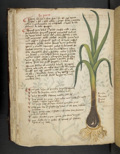 Adicionar MS 41623 f.87v De Porro 