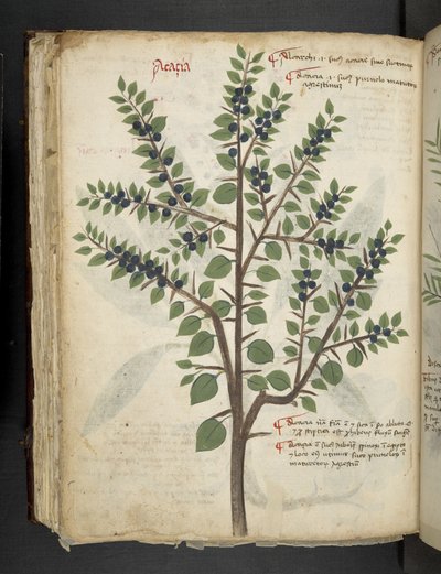 Adicionar MS 41623 f.95v 