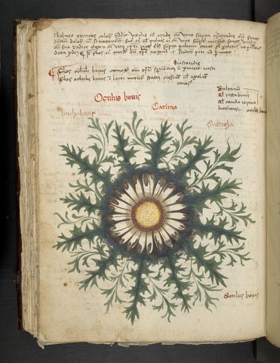 Adicionar MS 41623 f.97v Carlina, de 