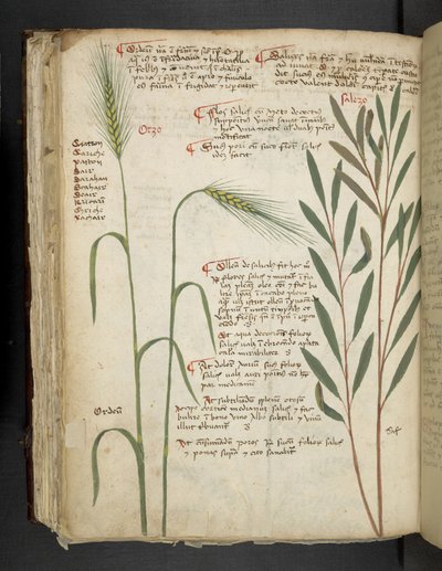 Adicione MS 41623 f.98v Orzo, de 