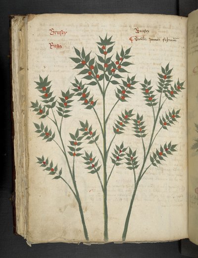 Adicionar MS 41623 f.99v 