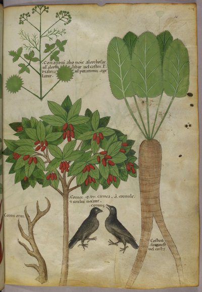 Ilustração Botânica de Plantas e Pássaros, c.1440 (tinta e cor sobre papel de Italian School