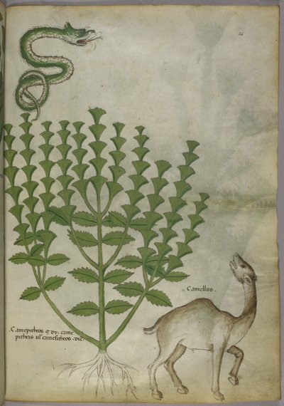 Ilustração botânica de uma planta, uma cobra e um camelo, c.1440 de Italian School