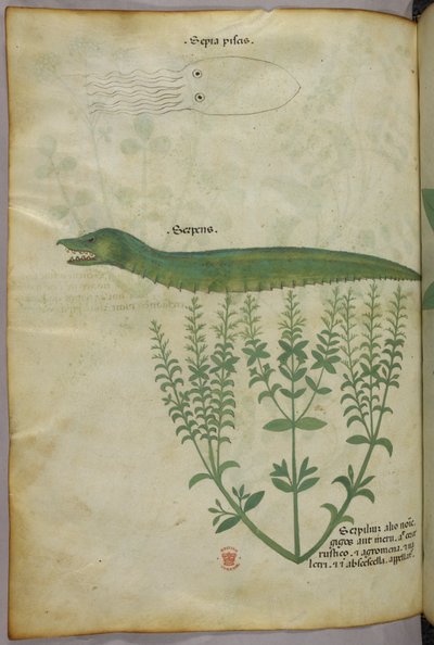 Ilustração botânica e animal de uma planta, uma lula e uma serpente, c.1440 (tinta e cor sobre velino) de Italian School
